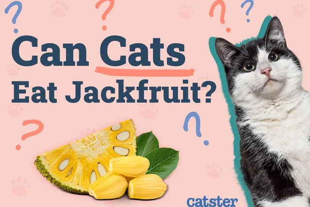 Can Cats Eat Jackfruit? Vet Reviewed Risks & Alternatives