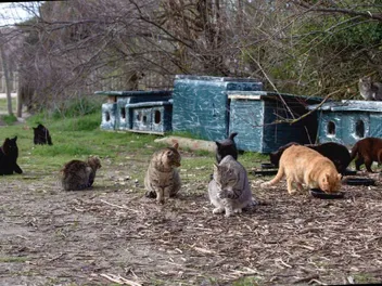 What Are the World’s Most Unique Cat Rescues? 6 Sanctuaries & FAQ