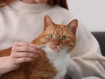 Are There Birth Control Pills for Cats? Vet-Reviewed Facts & Alternatives