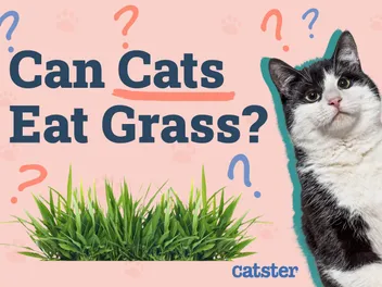 Can Cats Eat Grass? Vet Approved Info & Facts