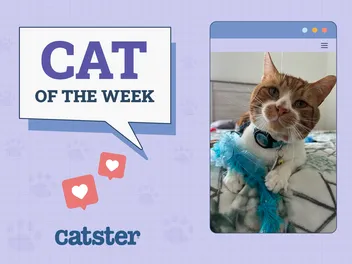 Catster Photo Contest: Cats of the Week Winners (August 28, 2025)