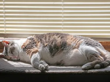 9 Best Cat Window Perches & Beds in 2026 - Reviews & Top Picks