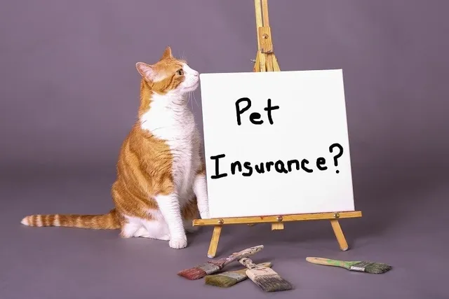Is Pet Insurance Worth It for a Cat? Vet-Reviewed Guide & FAQ