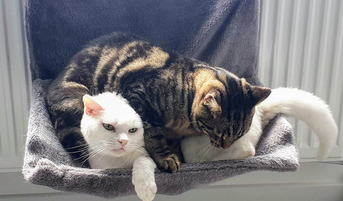 Cats love to be an inconvenience...even to each other