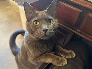 Working at Home With a Cat: Olga’s Pressure for an Early Dinner