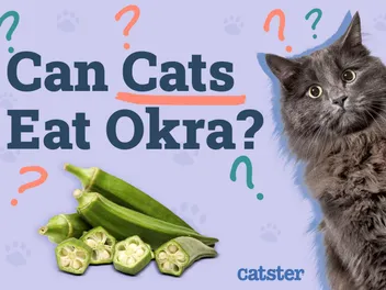 Can Cats Eat Okra? Vet Reviewed Nutrition Facts & Alternatives