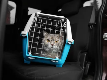 Can Cats Get Car Sick? Vet-Verified Facts & Info