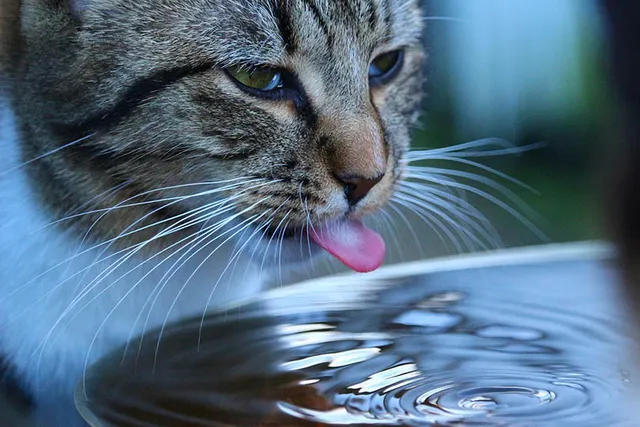 Why Do Cats Put Things in Their Water Bowl? 8 Vet-Verified Reasons