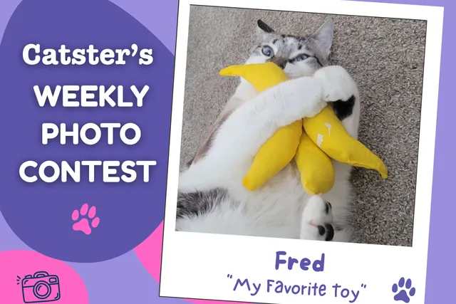Catster’s Weekly Photo Contest Winners: My Favorite Toy (April 16, 2026)