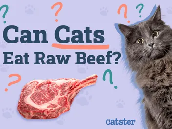 Can Cats Eat Raw Beef? Vet-Verified Nutritional Facts & FAQ