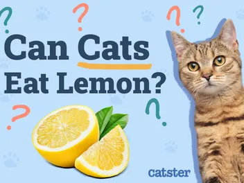 Can Cats Eat Lemon? Vet-Verified Facts & FAQ