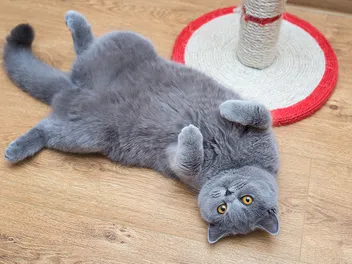15 Grey Cat Breeds (With Info & Pictures)