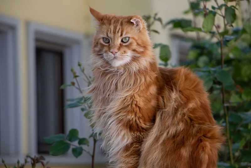red norwegian forest cat