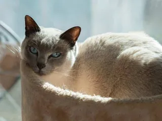 Gato Cat Breed Info: Pictures, Temperament & Traits