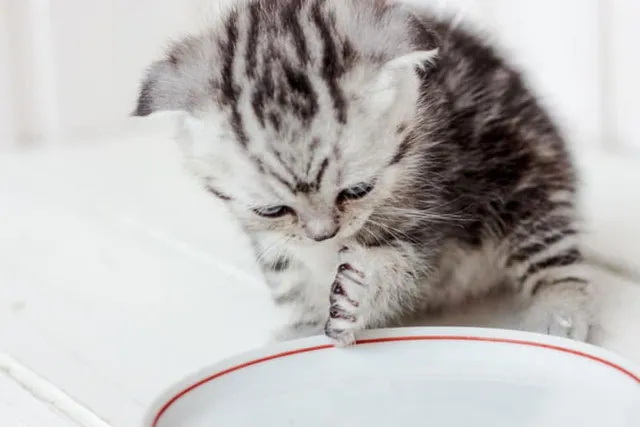 How Much Water Does a Kitten Need Per Day? Vet-Approved Facts & Tips