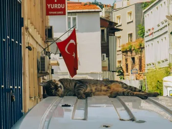 Why Are There So Many Cats In Istanbul? The Wonderful Relationship Between the City & Its Cats