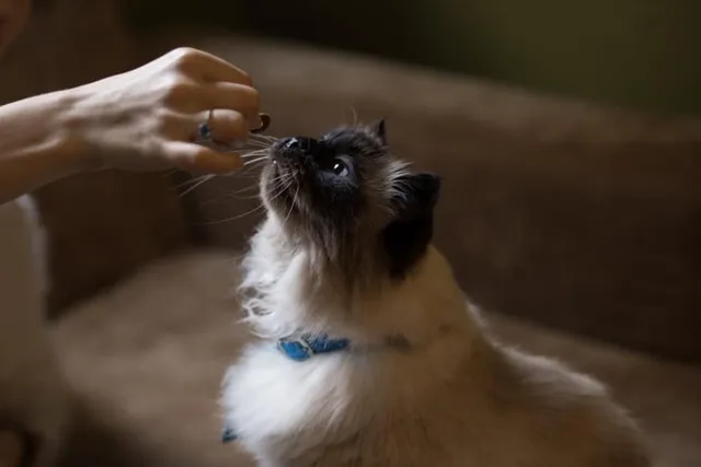Why Do Cats Like Treats So Much? Vet-Reviewed Reasons