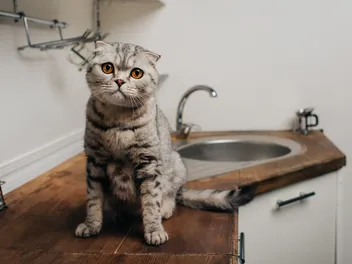 How to Keep Cats Away From Certain Areas: 18 Vet-Verified Methods