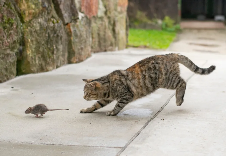 cat hunting a rat