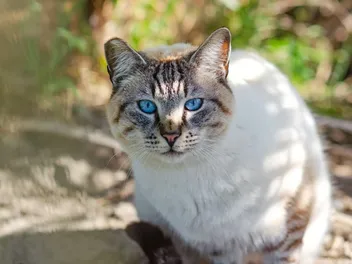 Ojos Azules Cat Breed: Info, Pictures, Temperament & More