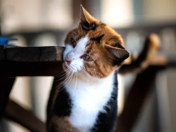 What Happened to Pot Roast the TikTok Cat? Her Condition & the Backlash