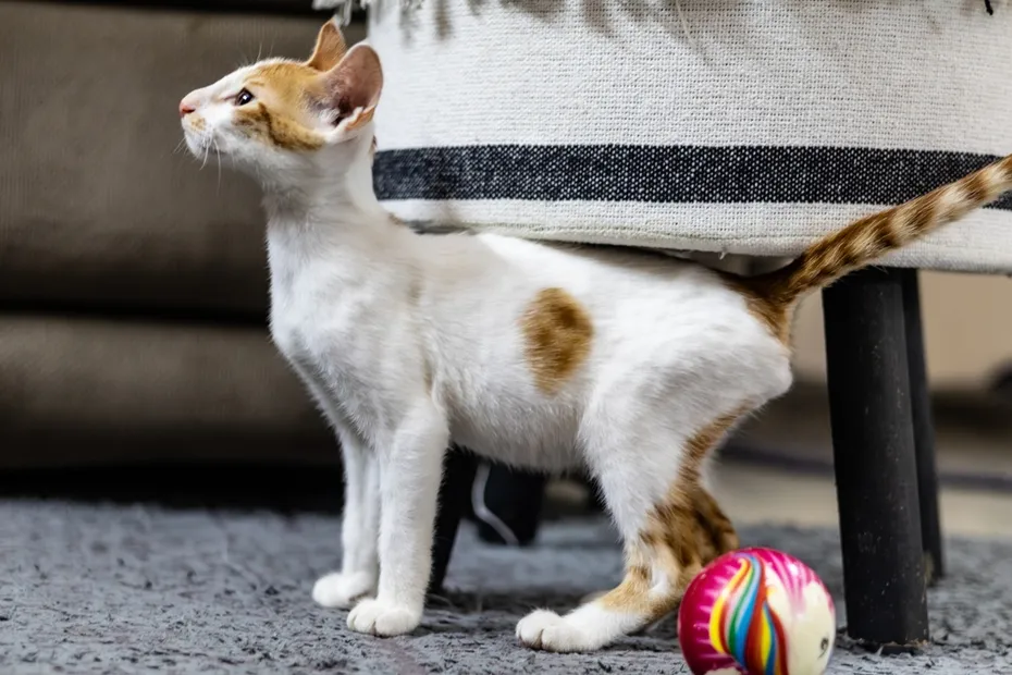 patched-tabby-cat