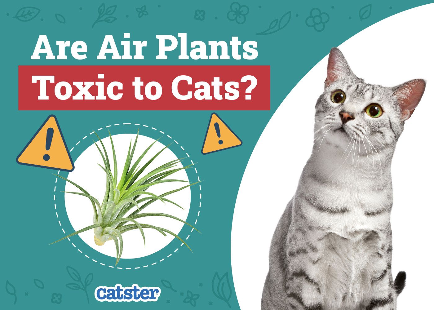 Catster_Are Air Plants Toxic to Cats
