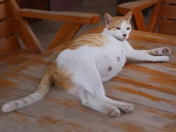 How to Tell if Cat Mating Was Successful: 9 Signs to Look For