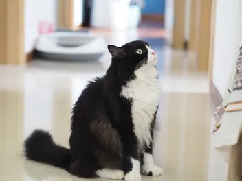 Is a Tuxedo Cat Hypoallergenic? Vet-Approved Allergy Care Tips
