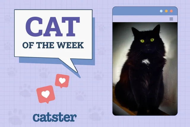 Catster Photo Contest: Cats of the Week Winners (October 30, 2025)