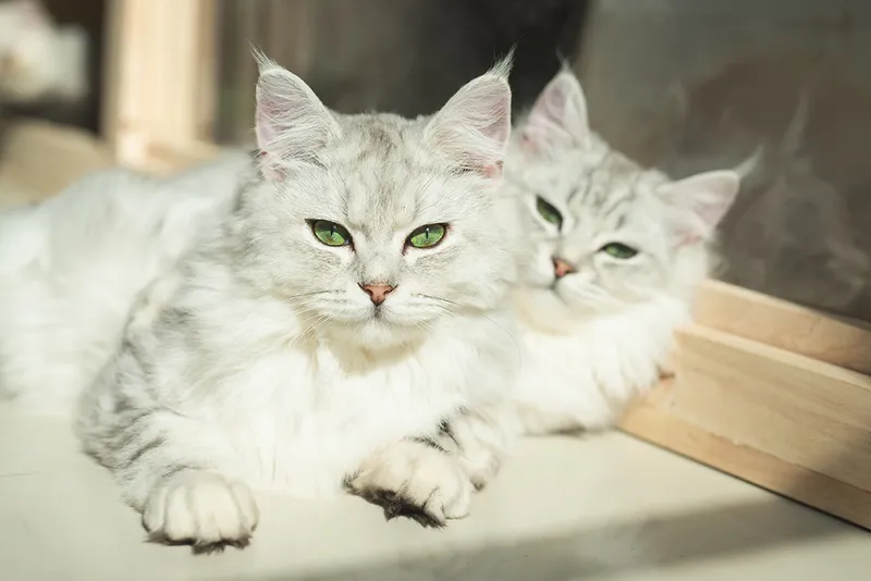 two persian cats lying together under the sun