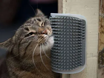 10 Cat Inventions That You Might Not Know Exist: Must-Have Gadgets For Your Pet