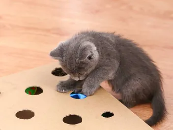 10 DIY Cat Games To Keep Your Kitty Busy (With Videos)