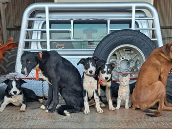 It's A Dog's Life for This Special Cat