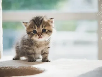 Persian Kittens For Sale in Arkansas: Breeders List 2026