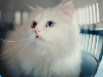 7 Vet-Verified Facts About White Cats You'll Love to Learn