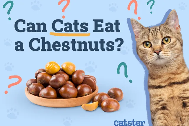 Can Cats Eat Chestnuts? Vet-Approved Diet Precautions & Advice