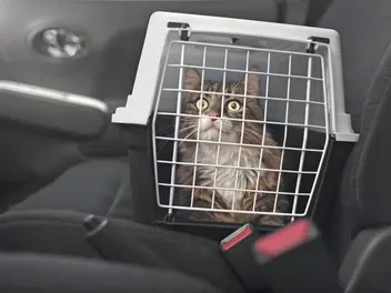 How to Travel With a Cat in a Car: 11 Tips & Tricks