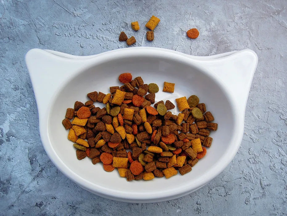 cat kibble food in a bowl