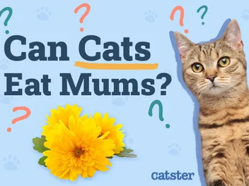 Can Cats Eat Mums? Vet-Approved Risks & FAQ