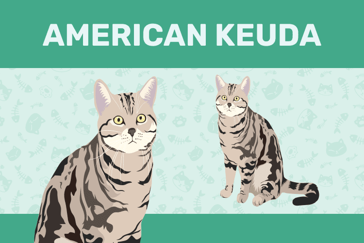 American Keuda Cat Breed Info: Pictures, Personality & Traits