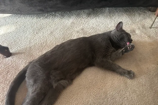 Is Your Cat a Loud Groomer? Olga Certainly Is!