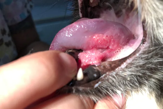 Feline Oral Squamous Cell Carcinoma: Our Vet Explains the Causes, Signs & Care
