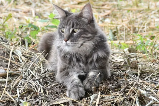How Long Do Maine Coon Cats Live? Vet-Verified Lifespan & FAQ