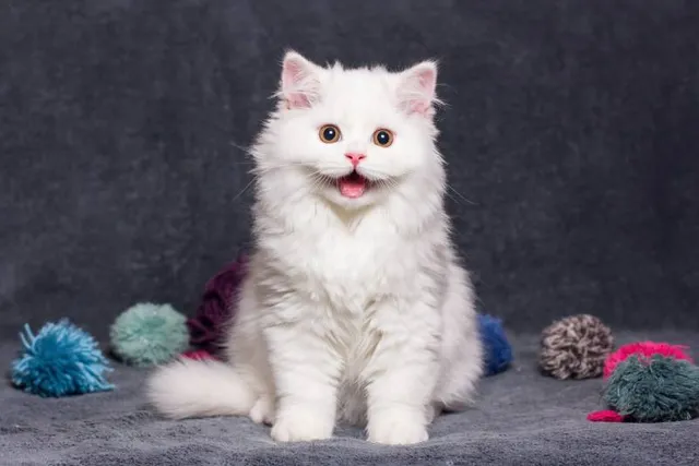 “Pspsps!” Why Cats Find This Sound Irresistible