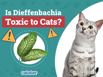 Is Dieffenbachia Toxic to Cats? Vet-Reviewed Houseplants Examined