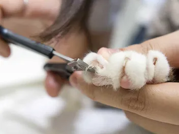 How to Restrain a Cat for Nail Clipping: Vet-Approved Safety Tips