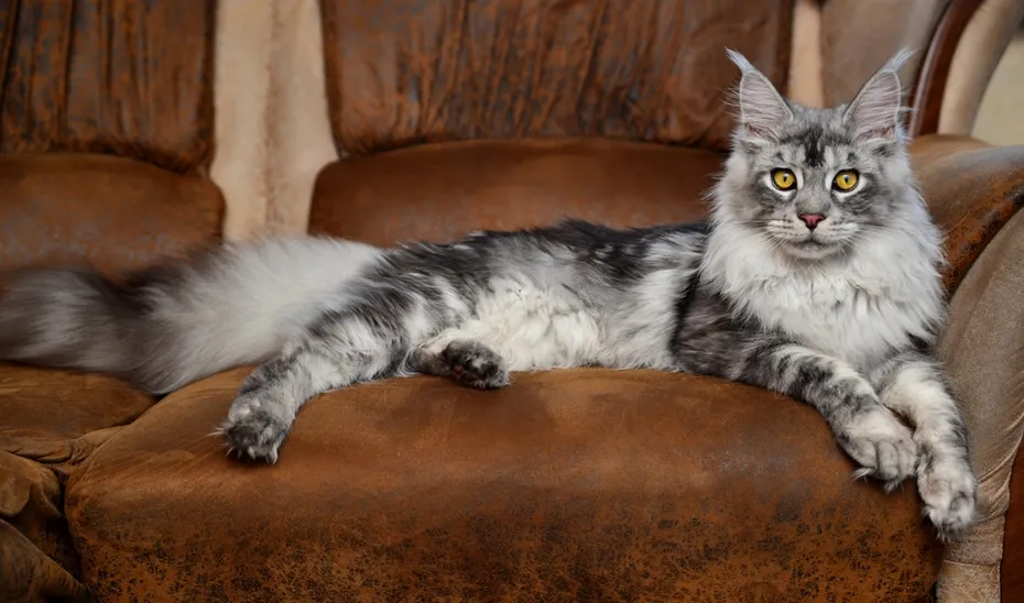 Silver Maine Coon kitten lies on a brown sofa