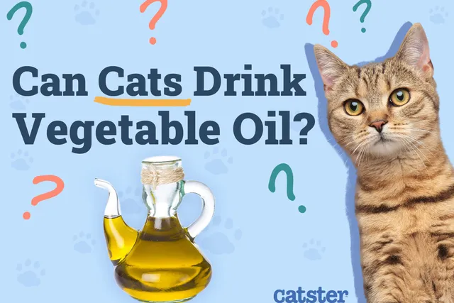 Can Cats Drink Vegetable Oil? Vet-Approved Diet Facts & FAQ
