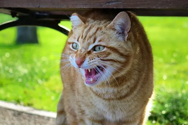 Caterwauling: What Is It & Why Do Cats Do It? 5 Vet-Reviewed Reasons for This Behavior
